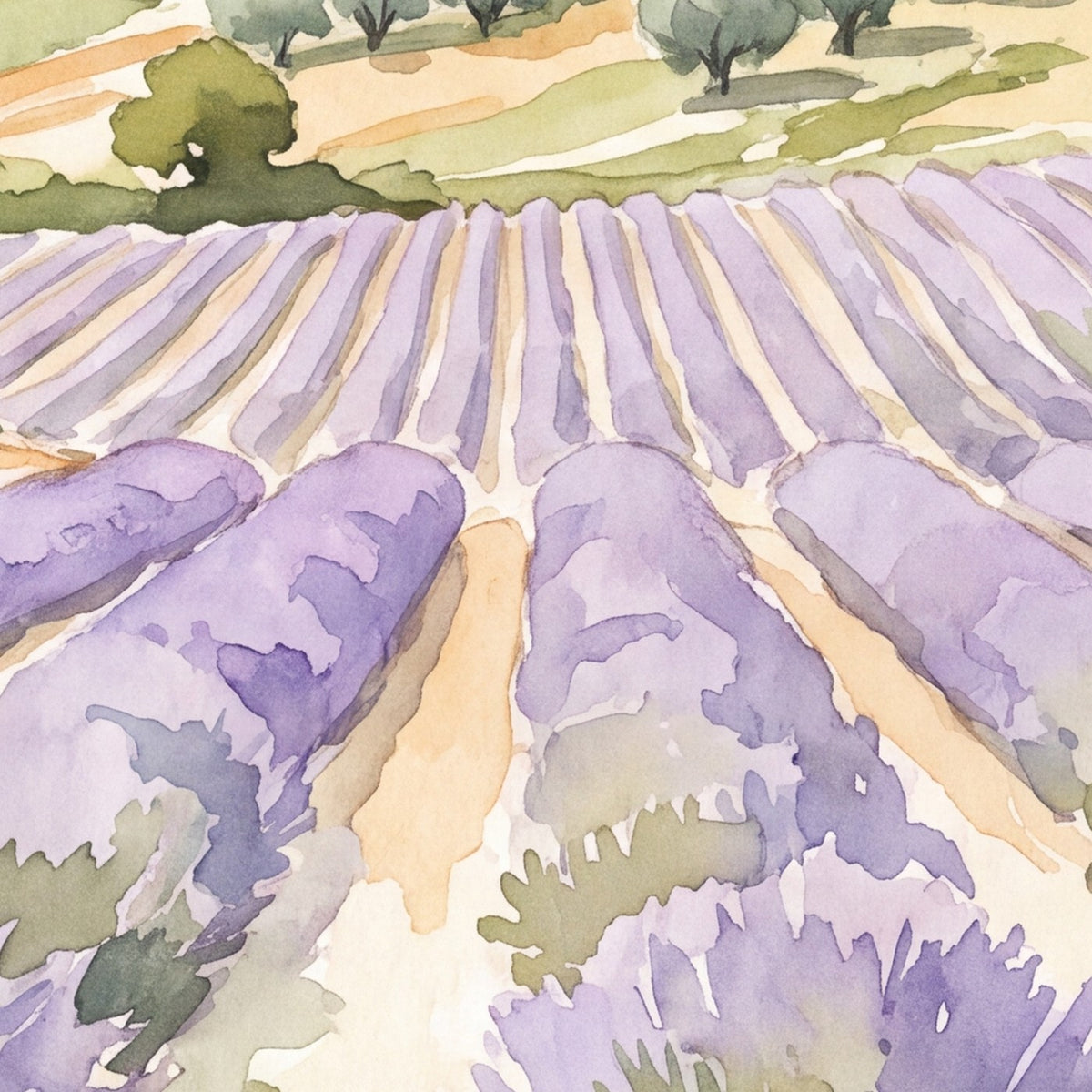 Champ de lavande en Provence, papier peint en gros plan